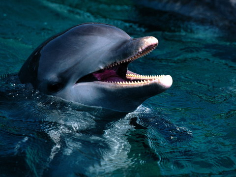 delfin.jpg